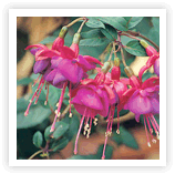 photo gallery