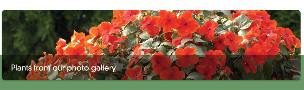 plants from our photo gallery