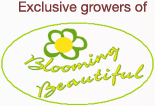 Blooming Beautiful