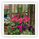 instant gardening range